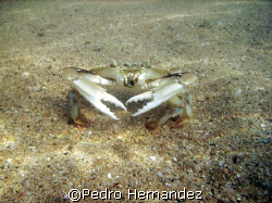 Blue Crabs, seven Sea Beach, Fajardo, Puerto rico,Camera ... by Pedro Hernandez 